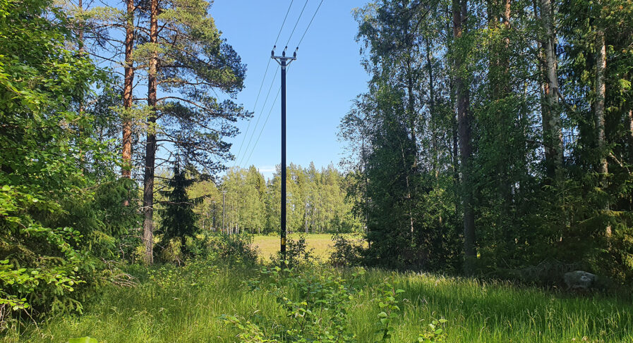Elledning i sommarskog
