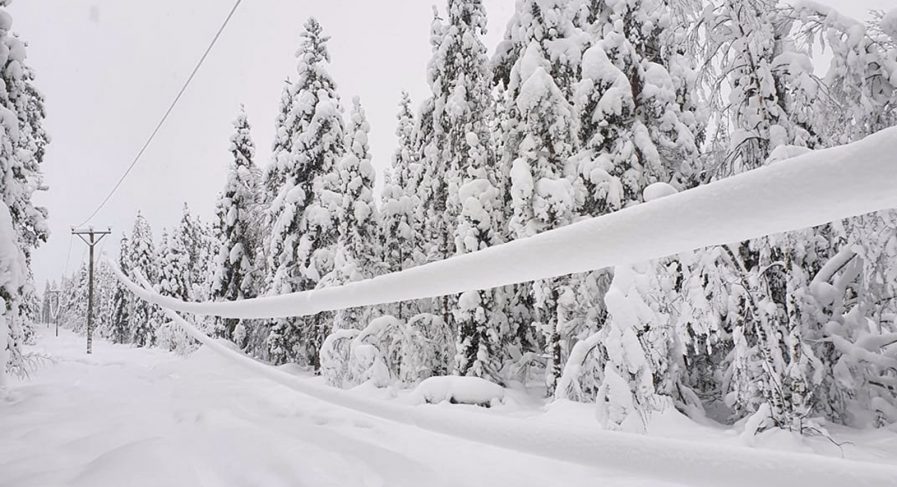 Snötyngda ledningar