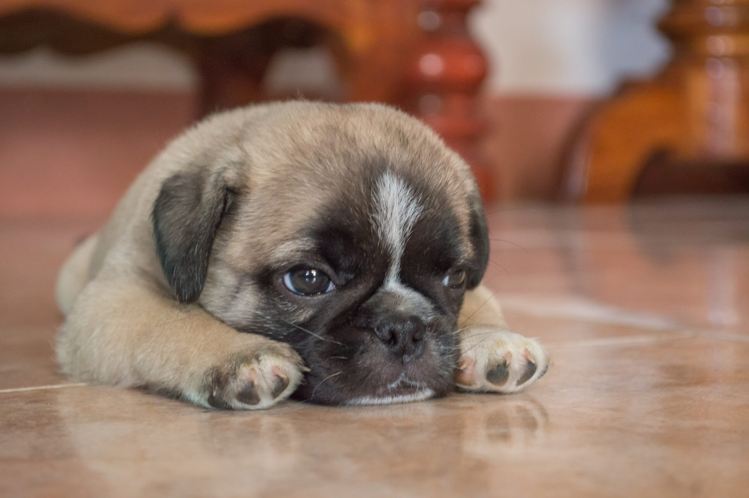 puppy Pug dog sleep on the floor by color filter PiteEnergi